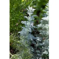 Pflanzen Für Dich Artemisia schmidtiana Nana ca. 9x9 cm