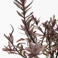 Plant in a Box Fetthenne-Schwinge - Hebe pinguifolia 6er Set Höhe 15-20cm