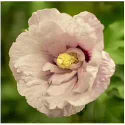 Hibiscus syriacus 'Pink Chiffon', Roseneibisch, rosa, 40–50 cm
