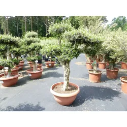 Olivenbaum Pon Pon 180 cm   7 Pon Pon Bonsai Formgehölz, winterhart
