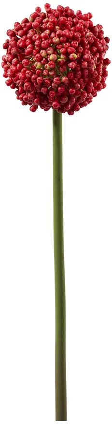 Allium L54D10,5cm 35Tips rot