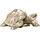 Kare DESIGN Deko-Figur Turtle Kunststoff Gold