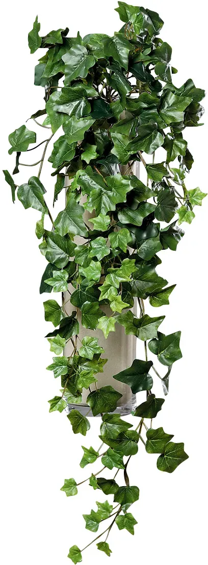 Efeu Hänger 80cm grün