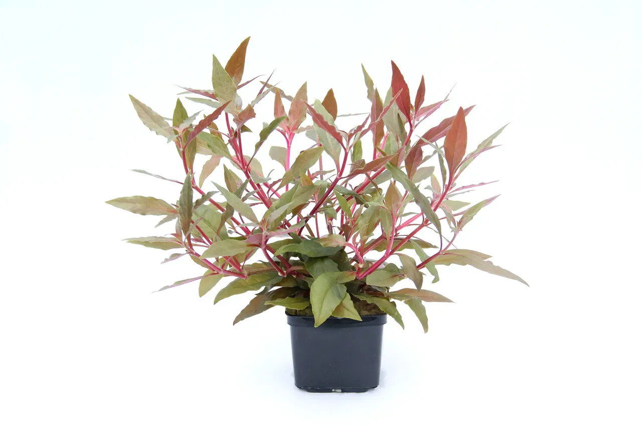 Alternanthera reineckii 'rot' Topf XXL