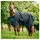 Horseware Ireland Weidedecke Amigo 50g Ripstop 900D Fleece Lined 155 cm Schwarz/Blau