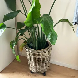 Pflanzkorb Sylter Korb Rattan 44x45cm 33 Liter Rund Natur Drypot Garten Terrasse Blumen