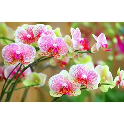 Fototapete PAPERMOON "ORCHIDEEN-BLUME PFLANZE BLÜTE MAKRO NATUR MUSTER DEKOR", bunt, B:4,50m L:2,80m, Vlies, Tapeten