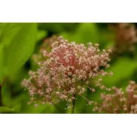 Pflanzen Für Dich Ceanothus pallidus 'Marie Simon', Säckelblume, rosa,