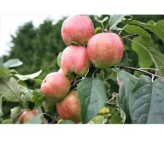 Apfelbaum Gravensteiner  (Malus domestica 'Gravensteiner', Erntezeit: August)