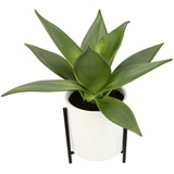 Flair Flower Künstliche Sukkulente im Topf mit Gestell Sukkulentenpflanze Dickblatt Pflanze Kakteen Kaktus Aloe Vera Grünpflanze Zimmerpflanze Kunstpflanze Sansevieria Kunstblume Topfpflanze Yucca Deko Kalanchoe