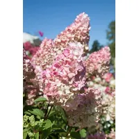 Pflanzen Für Dich Hydrangea paniculata 'Sundae Fraise', Rispenhortensie, rosa-weiß,