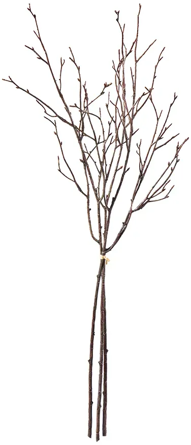Birkenreisig Bündel x3 75cm braun
