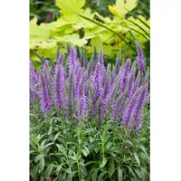 Pflanzen Für Dich Veronica spicata 'Blauteppich', Ehrenpreis, ca. 9x9