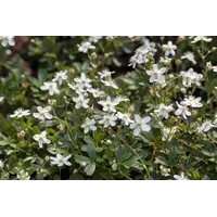 Pflanzen-für-dich.de Potentilla tridentata 'Nuuk', c 2 20-30