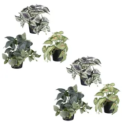 CREATIV green Künstliche Pflanze Caladium/Fittonia/Coleus Hänger 19cm im Topf, 6er Set