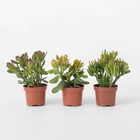 Plant in a Box - Geldbaum - 3er-Set -