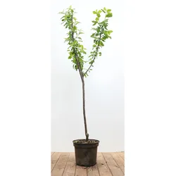 Prunus domestica 'Opal', Pflaume, süß, 150–200 cm