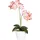 Creativ green Kunstpflanze CREATIV GREEN "Phalaenopsis", rosa, B:11cm H:50cm T:11cm Ø:11cm, Kunststoff, Polyester, Kunstpflanzen, Kunstpflanze