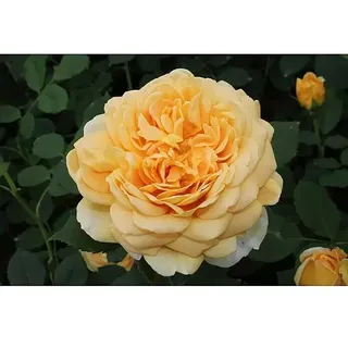 Strauchrose  (Rosa 'Golden Celebration' -R-, Topfvolumen: 5,5 l, Goldgelb)