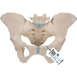 Weibliches Becken Modell, 3-teilig - 3B Smart Anatomy