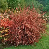 Pflanzen Für Dich Cytisus praecox 'Hollandia', Besenginster, rosa Blüten,