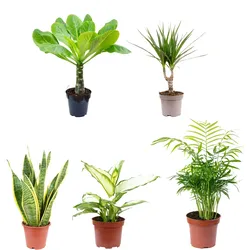 Flowerbox 5er-Set Zimmerpflanzen Bergpalme, Dieffenbachie, Drachenbaum, Bogenhanf, Hawaiipalme - Topf-⌀ 12 cm