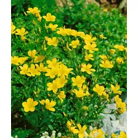 Pflanzen Für Dich Linum flavum Gold-Lein, gelb, ca. 9x9