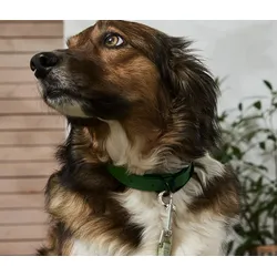 Tchibo - Hunde-Halsband - dunkelgrün