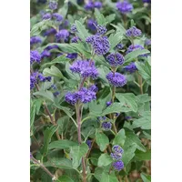 Pflanzen Für Dich Caryopteris clandonensis 'Grand Bleu' R 40–60