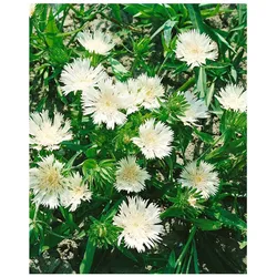 Stokesia laevis 'Träumerei', Kornblumenaster, blau, ca. 9x9 cm Topf