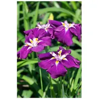 Pflanzen Für Dich Iris ensata 'Loyalty', Japanische Schwertlilie, violett,