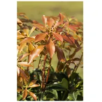 Pflanzen Für Dich Pieris japonica 'Mountain Fire', Japanische Lavendelheide,