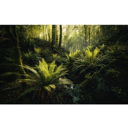 KOMAR Vliestapete »Fjordland Woods «, Breite 450 cm, seidenmatt - bunt
