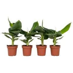 Plant in a Box Zwergbanane - Musa Oriental Dwarf 4er Set Höhe 25-40cm