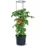 Prosperplast Tomaten-39.2cm anthrazit (IPOM400-S433)