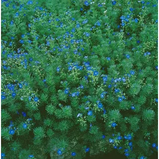 Pflanzen für Dich Staude Veronica armena, 1 St., Armenischer Ehrenpreis blau