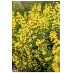 Lysimachia punctata, Goldfelberich, gelb, ca. 9x9 cm Topf
