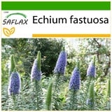 Saflax - Blauer - Natternkopf - Echium fastuosa