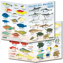 Fischfaltblatt Karibik Fischbestimmungskarte
