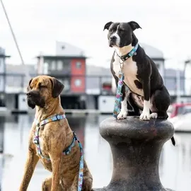 Max & Molly Urban Pets Max & Molly Kurzleine Blue Ocean, M
