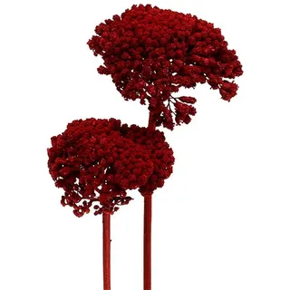 Trockenblume Achillea Schafgarbe Trockenblumen 1kg Weinrot - Dekorative, Viana, Höhe 60 cm rot