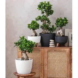 Dehner Kunststoff-Topf Magnolia, konisch, Anthrazit