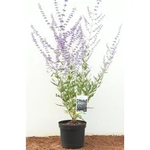 PlantaPro Staude Perovskia atriplicifolia Blue Spire