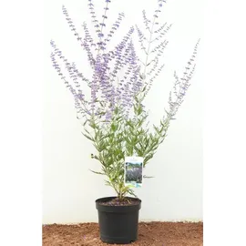 PlantaPro Staude Perovskia atriplicifolia Blue Spire