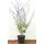 PlantaPro Staude Perovskia atriplicifolia Blue Spire