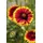 PlantaPro Gaillardia x grandiflora 'Kobold' P 0,5 Großblumige Garten-Kokardenblume 'Kobold',winterhart, deutsche Baumschulqualität, im Topf für optimales anwachsen