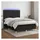 vidaXL Boxspringbett mit Matratze & LED Schwarz 140x200 cm Stoff