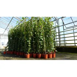 30 Stück Efeu Hedera helix 180 - 200 cm Pyramide Säule winterhart Kletterpflanze Hecke Sichtschutz blickdicht