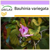 SAFLAX - Orchideen-Baum - 8 Samen - Bauhinia variegata