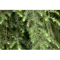 Pflanzen Für Dich Tsuga canadensis Pendula Kanadische Hemlocktanne 60–80